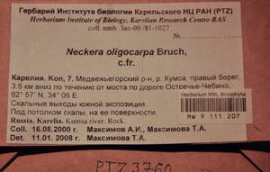 MW 9 111 207, Neckera oligocarpa Bruch, Гербарий мохообразных, Мхи - Карелия, Ленинградская и Мурманская области (B4) (Россия)