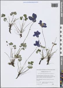 Водосбор веерный Siebold & Zucc., Сибирь, Дальний Восток (S6) (Россия)