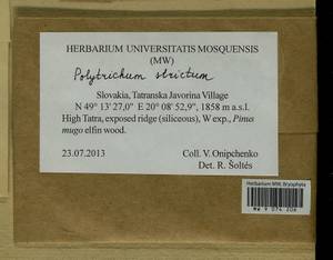 Polytrichum strictum Menzies ex Brid., Гербарий мохообразных, Мхи - Западная Европа (BEu) (Словакия)