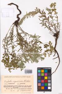 Молочай Сегье Neck., Восточная Европа, Восточный район (E10) (Россия)