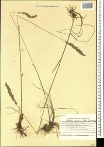 Koeleria eriostachya Pancic, Кавказ, Ставропольский край, Карачаево-Черкесия, Кабардино-Балкария (K1b) (Россия)