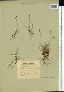 Овсяница красная L., Восточная Европа, Северный район (E1) (Россия)