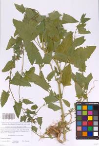 Лебеда лежачая, Лебеда простертая DC., Восточная Европа, Московская область и Москва (E4a) (Россия)