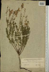 Копеечник меловой DC., Восточная Европа, Нижневолжский район (E9) (Россия)