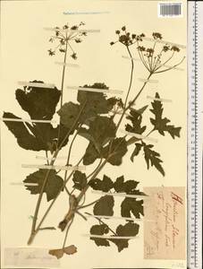 Heracleum sphondylium subsp. sibiricum (L.) Simonk., Восточная Европа, Центральный лесостепной район (E6) (Россия)