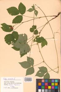 Костяника каменистая L., Восточная Европа, Центральный район (E4) (Россия)