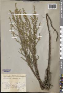 Полынь песчаная DC., Восточная Европа, Ростовская область (E12a) (Россия)