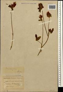 Trifolium ochroleucon subsp. ochroleucon, Кавказ, Абхазия (K4a) (Абхазия)