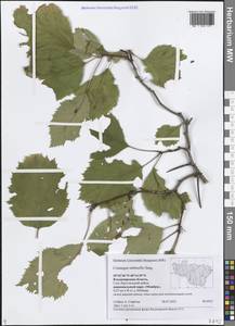 Боярышник мягковатый Sarg., Восточная Европа, Центральный район (E4) (Россия)