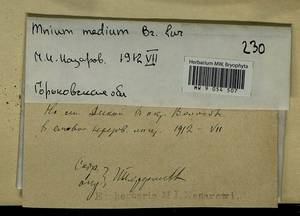 Plagiomnium medium (Bruch & Schimp.) T.J. Kop., Гербарий мохообразных, Мхи - Центральное Нечерноземье (B6) (Россия)