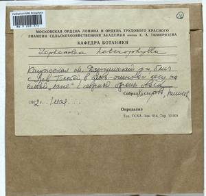 Lophocolea heterophylla (Schrad.) Dumort., Гербарий мохообразных, Мхи - Центральное Нечерноземье (B6) (Россия)