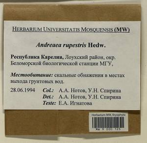 Andreaea rupestris Hedw., Гербарий мохообразных, Мхи - Карелия, Ленинградская и Мурманская области (B4) (Россия)