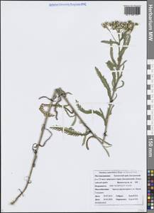 Achillea alpina subsp. camtschatica (Heimerl) Kitam., Сибирь, Чукотка и Камчатка (S7) (Россия)
