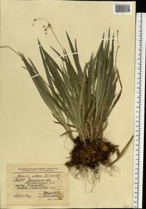 Ожика волосистая (L.) Willd., Восточная Европа, Белоруссия (E3a) (Белоруссия)