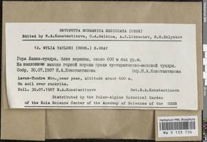 Mylia taylorii (Hook.) Gray, Гербарий мохообразных, Мхи - Карелия, Ленинградская и Мурманская области (B4) (Россия)