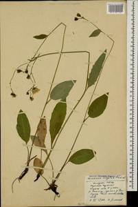 Hieracium lachenalii subsp. cruentifolium (Dahlst. & Lübeck ex Dahlst.) Zahn, Кавказ, Ставропольский край, Карачаево-Черкесия, Кабардино-Балкария (K1b) (Россия)