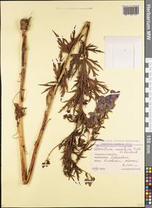 Aconitum variegatum subsp. nasutum (Fischer ex Rchb.) Götz, Кавказ, Грузия (K4) (Грузия)