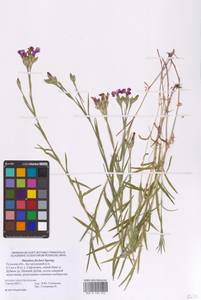 Гвоздика китайская L., Восточная Европа, Центральный район (E4) (Россия)