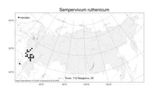 Sempervivum ruthenicum, Молодило русское Koch ex Schnittsp. & C. B. Lehm., Атлас флоры России (FLORUS) (Россия)