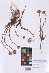 Мать-и-мачеха обыкновенная L., Восточная Европа, Московская область и Москва (E4a) (Россия)