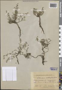 Полынь укрополистная Weber ex Stechm., Сибирь, Прибайкалье и Забайкалье (S4) (Россия)