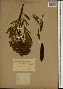 Buddleja saligna Willd., Зарубежная Азия (ASIA) (Неизвестно)