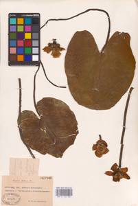 Кубышка желтая (L.) Sm., Восточная Европа, Ростовская область (E12a) (Россия)