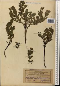 Heliotropium sibiricum (L.) J.I.M.Melo, Кавказ, Азербайджан (K6) (Азербайджан)