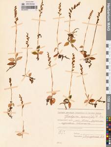 Гудайера ползучая (L.) R.Br., Сибирь, Дальний Восток (S6) (Россия)