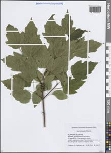 Клен гиннала, Клен приречный (Maxim.) Wesm., Восточная Европа, Московская область и Москва (E4a) (Россия)
