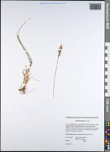 Koeleria spicata subsp. spicata, Сибирь, Якутия (S5) (Россия)