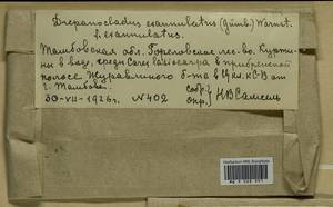 Sarmentypnum exannulatum (Schimp.) Hedenäs, Гербарий мохообразных, Мхи - Центральное Черноземье (B10) (Россия)