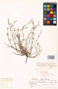 Cynanchica tephrocarpa subsp. tephrocarpa, Восточная Европа, Нижневолжский район (E9) (Россия)