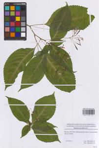 Недотрога мелкоцветковая DC., Восточная Европа, Московская область и Москва (E4a) (Россия)