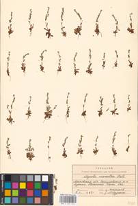 Незабудка прямостоячая Link ex Roem. & Schult., Восточная Европа, Московская область и Москва (E4a) (Россия)