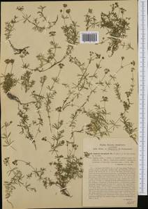 Asperula hexaphylla All., Западная Европа (EUR) (Италия)
