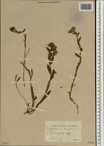 Буглосоидес тонкоцветковый (L. fil.) I. M. Johnst., Зарубежная Азия (ASIA) (Сирия)