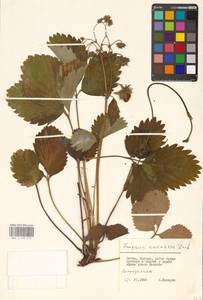 Fragaria × ananassa (Weston) Rozier, Восточная Европа, Литва (E2a) (Литва)