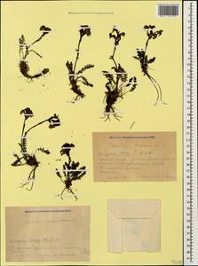 Мытник Нордманна Bunge, Кавказ, Краснодарский край и Адыгея (K1a) (Россия)