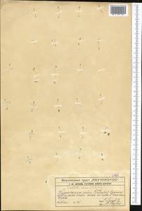 Крупка весенняя L., Средняя Азия и Казахстан, Западный Тянь-Шань и Каратау (M3) (Казахстан)