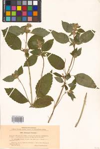 Пикульник обыкновенный L., Восточная Европа, Московская область и Москва (E4a) (Россия)