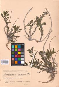 MHA 0 159 659, Норичник скальный M. Bieb. ex Willd., Восточная Европа, Нижневолжский район (E9) (Россия)