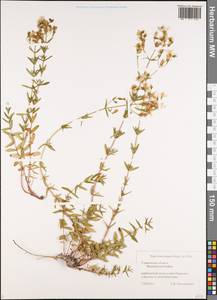 Зверобой изящный Steph. ex Willd., Восточная Европа, Средневолжский район (E8) (Россия)