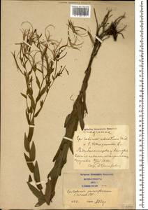 Кипрей мелкоцветковый Schreb., Кавказ, Азербайджан (K6) (Азербайджан)