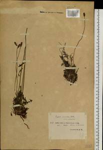 Oreomecon radicatum subsp. radicatum, Сибирь, Центральная Сибирь (S3) (Россия)