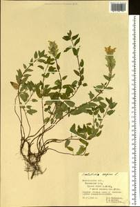 Шлемник приземистый L., Восточная Европа, Центральный лесостепной район (E6) (Россия)