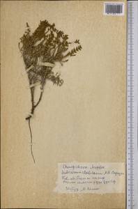 Сарсазан шишковатый (Pall.) M.Bieb., Средняя Азия и Казахстан, Северный и Центральный Казахстан (M10) (Казахстан)