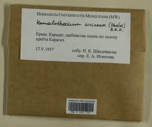 Homalothecium sericeum (Hedw.) Schimp., Гербарий мохообразных, Мхи - Крым (B3a) (Россия)