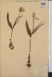 Tulipa altaica Pall. ex Spreng., Средняя Азия и Казахстан, Джунгарский Алатау и Тарбагатай (M5) (Казахстан)
