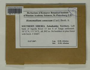 Homomallium connexum (Cardot) Broth., Гербарий мохообразных, Мхи - Прибайкалье и Забайкалье (B18) (Россия)